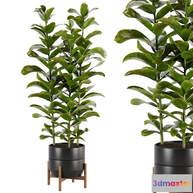 1537616 - indoor plant Set 02 3D Max