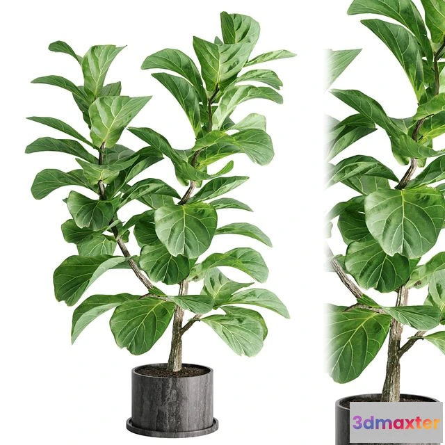 1537618 - indoor plant Set 04 3D Max