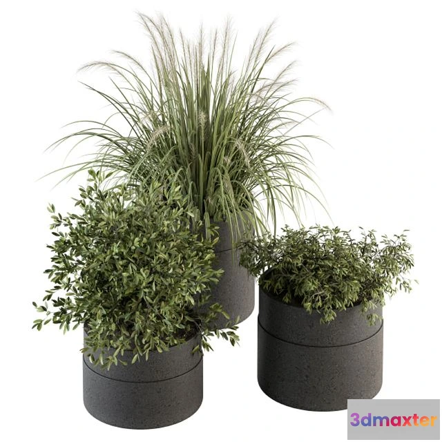 1537620 - indoor Plant Set 250 - Plants Set in Pot 3D Max