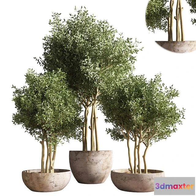 1537624 - indoor plant stand 19 3D Max