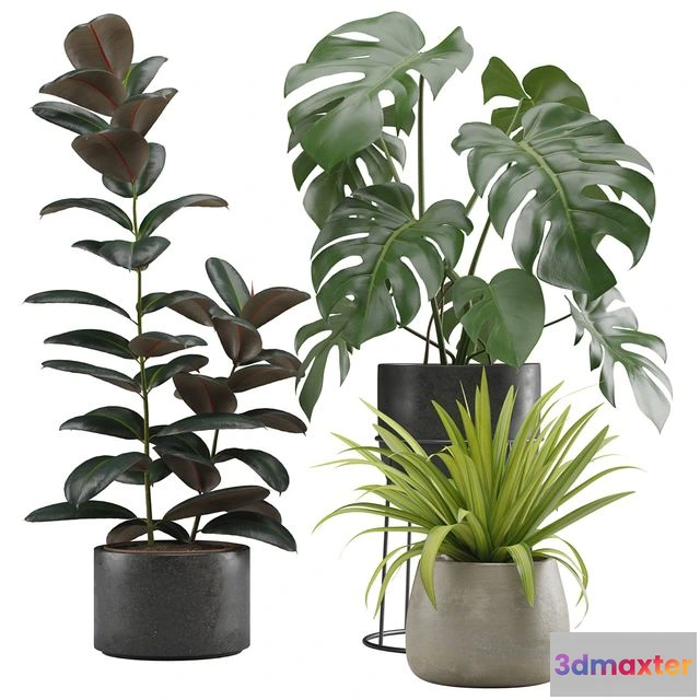 1537632 - Indoor Plants Pack 15 3D Max