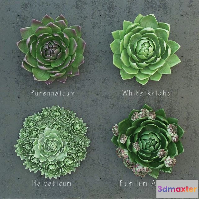 1538126 - Molodilo set 1 3D Max