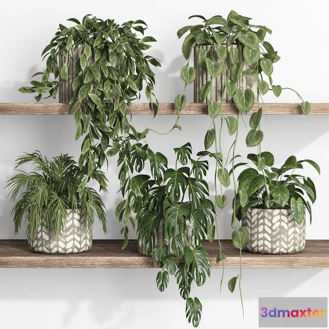 1539385 - Plants on shelf 17 3D Max