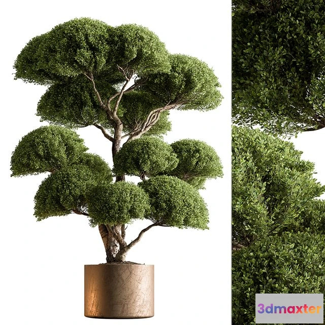 1540699 - Indoor Plant 638 -Topiary Ball 3D Max