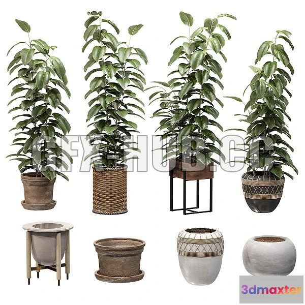 1541417 - Ficuses in pots 3D Max