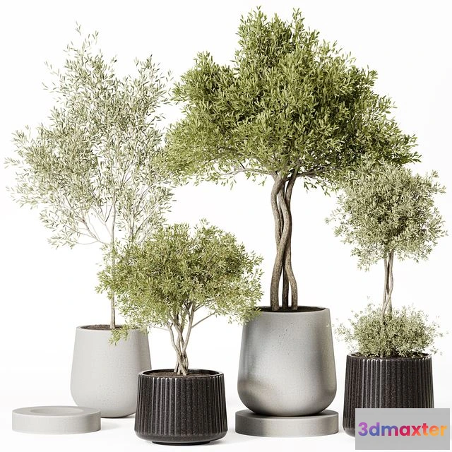 1542127 - Indoor Plant Set 019 3D Max