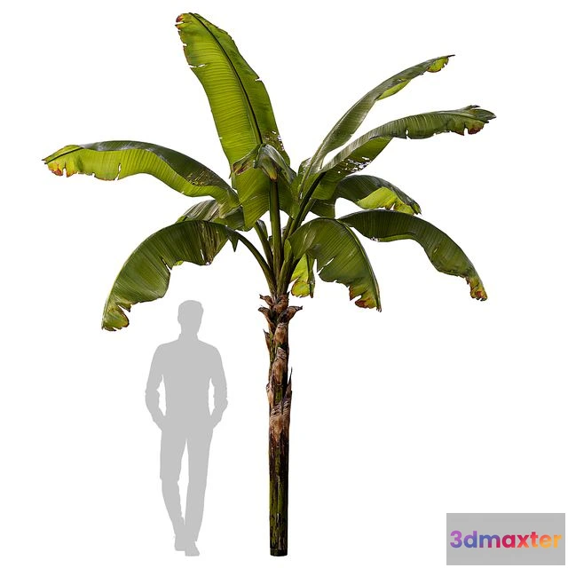 1542291 - banana palm 3D Max