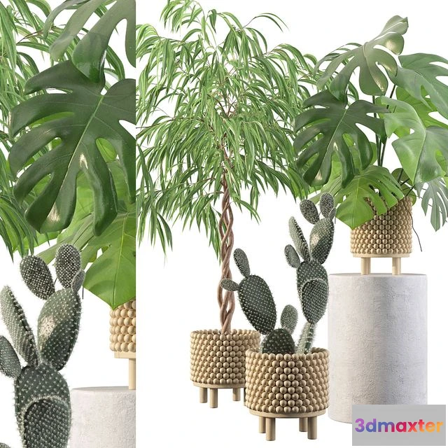 1543163 - Plants collection 091 3D Max