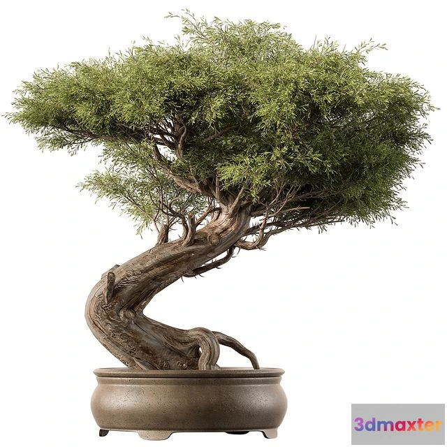 1544037 - indoor Plant 452 - Bonsai Plant 3D Max