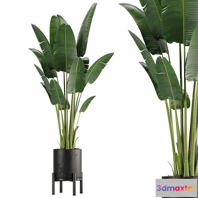 1544039 - indoor plant set 01 3D Max