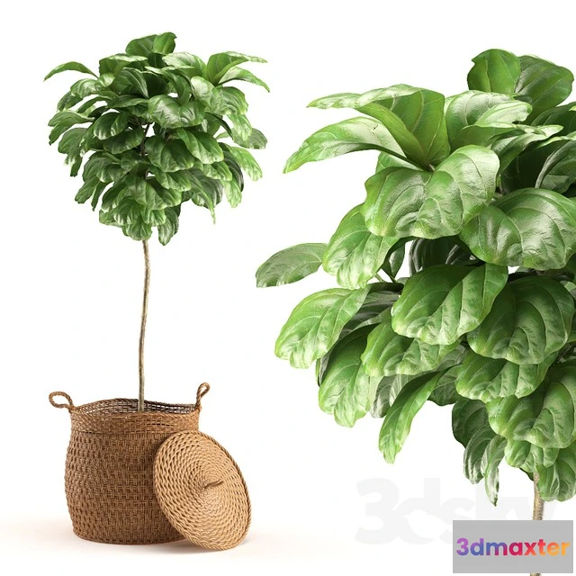1544367 - Plant 011 - Ficus Lyrata 3D Max