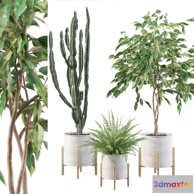 1544375 - Plants collection 095 3D Max