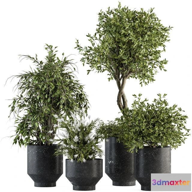 1545922 - indoor Plant Set 308 - Tree and Plant Set in Black pot 3D Max
