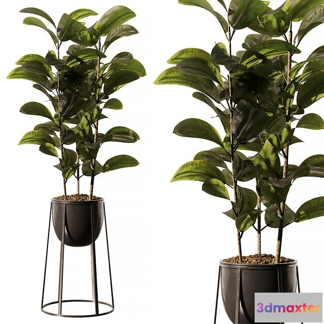 1545924 - Indoor Plant SetV18 - Ficus Stand Pot 3D Max