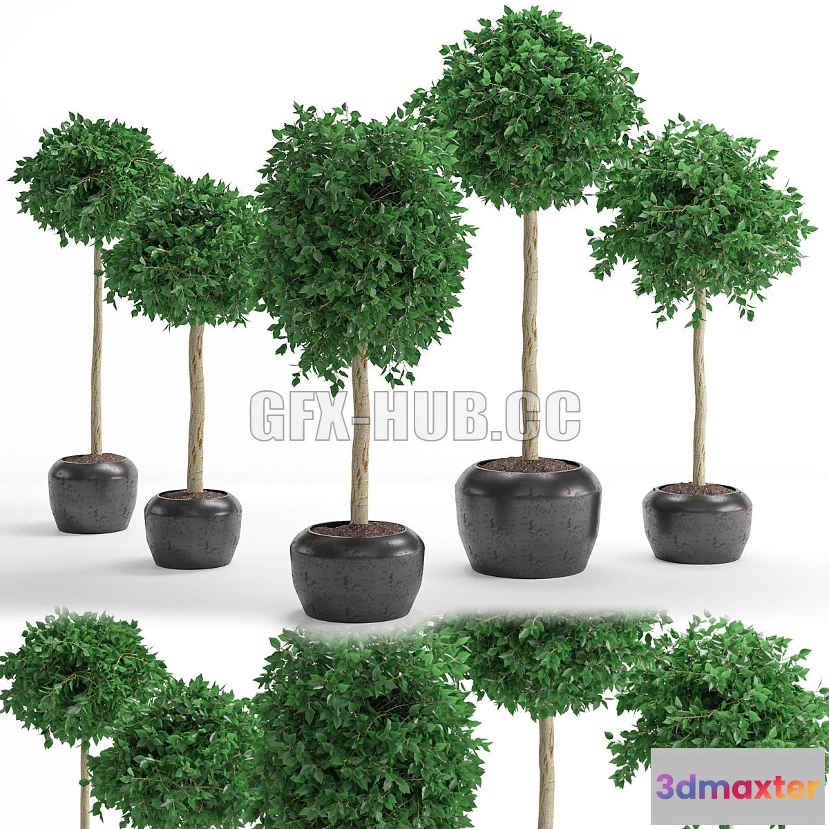 1546891 - Houseplant 26 3D Max
