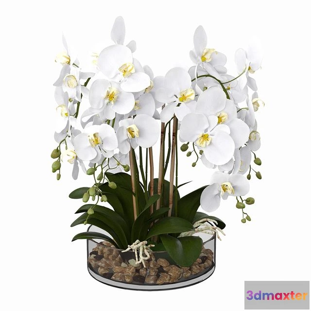 1547518 - Phalaenopsis orchid 3D Max