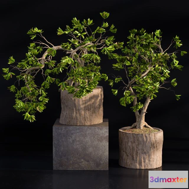 1548303 - Bonsai broadleaf wooden pot 3D Max