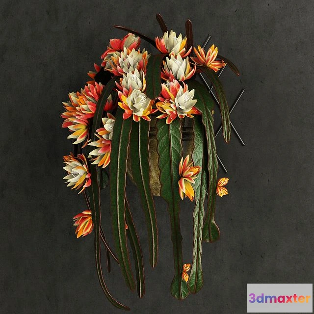 1548977 - Epiphyllum 3D Max