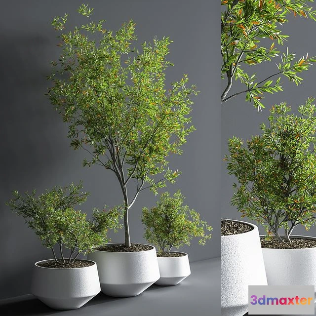 1549045 - Indoor_Set_Plant_08 3D Max