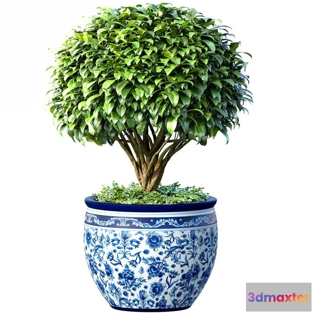 1549933 - Decorative tree in an Italian vase. Indoor plant 3D Max