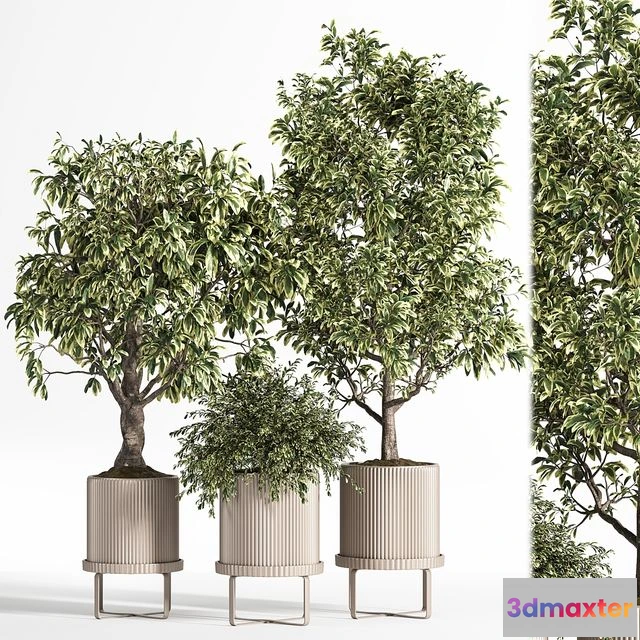 1550041 - Indoor Plant Set 11 (Benjamin) 3D Max