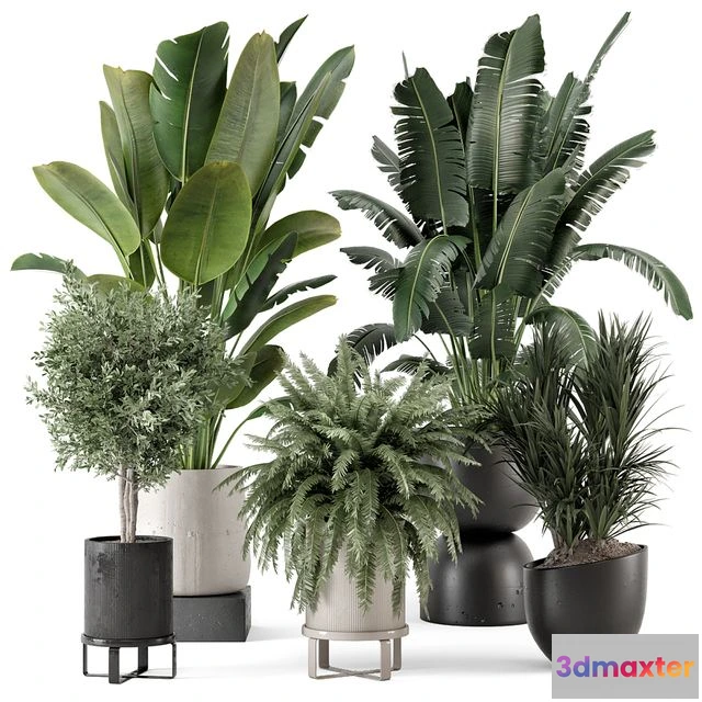 1551643 - Indoor Plants in rusty Concrete Pot - Set 1167 3D Max