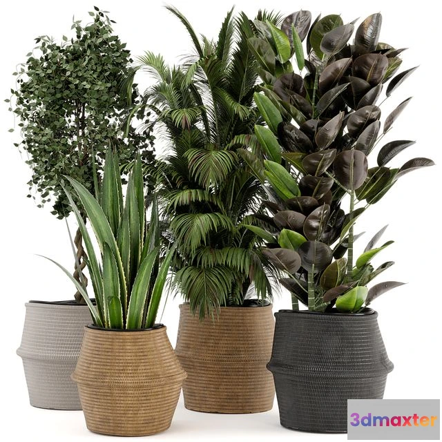 1551645 - Indoor Plants in Wicker Basket - Set 258 3D Max