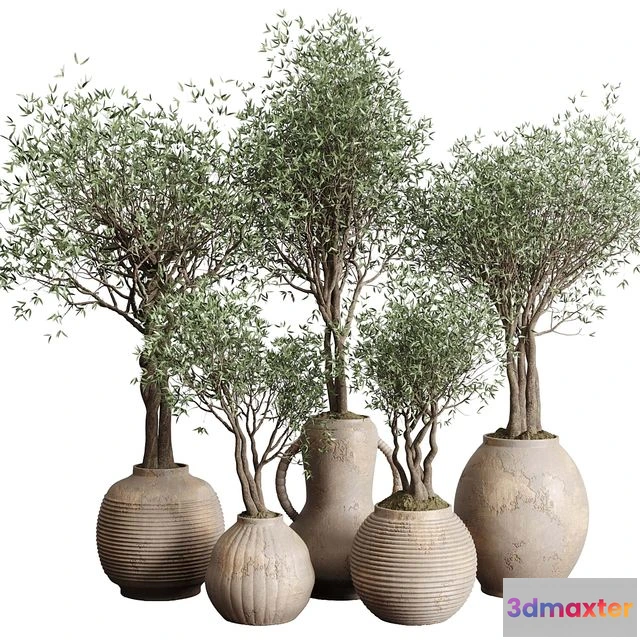 1552083 - Olive tree in an old earthenware vase indoor collection 182 3D Max
