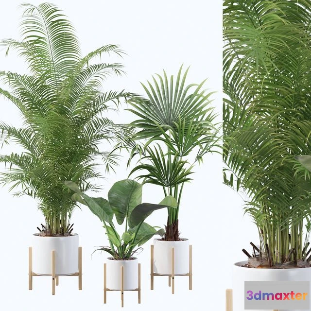 1553509 - Plants collection 086 3D Max