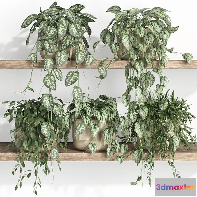 1554465 - Plants on shelf 22 3D Max