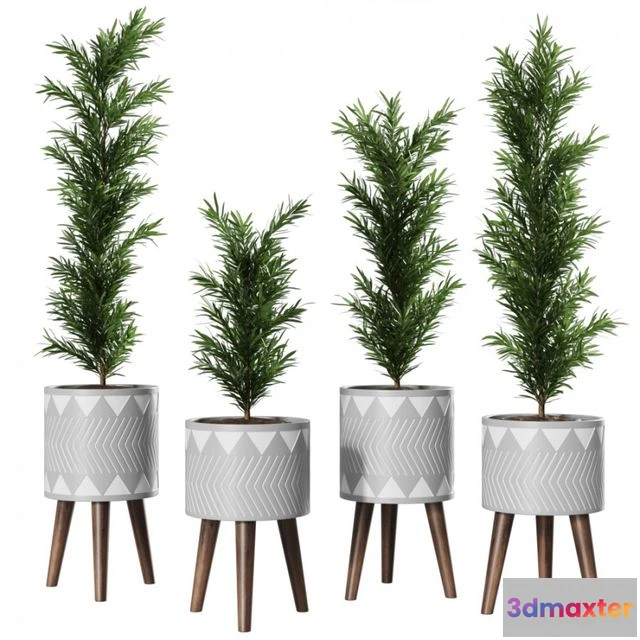 1554477 - Podocarpus Vase Plant 3D Max