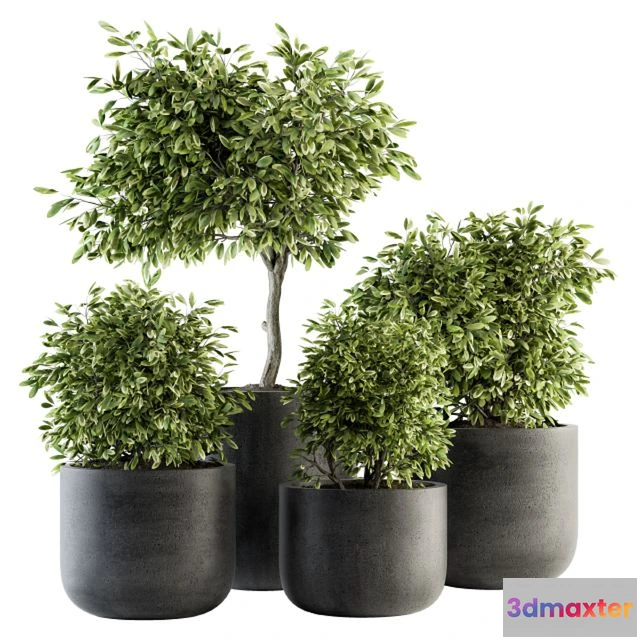 1556363 - indoor Plant Set 141 - Plant in Pot 3D Max