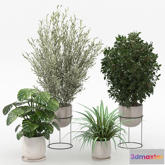 1557367 - Houseplants collection (V-Ray) 3D Max