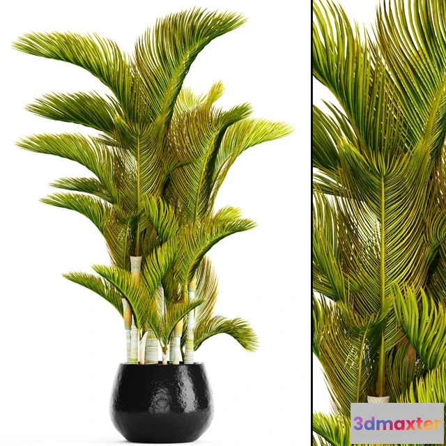 1557529 - Dypsis lutescens 3D Max