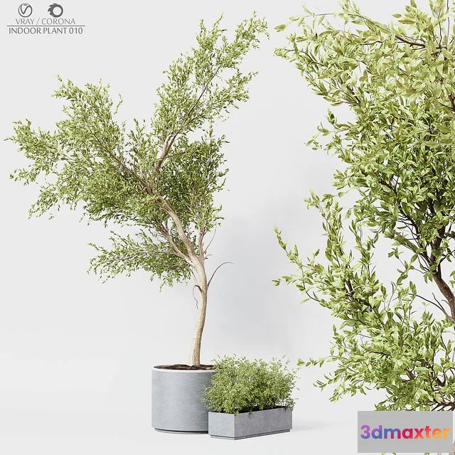 1557571 - Indoor Plant 010 3D Max
