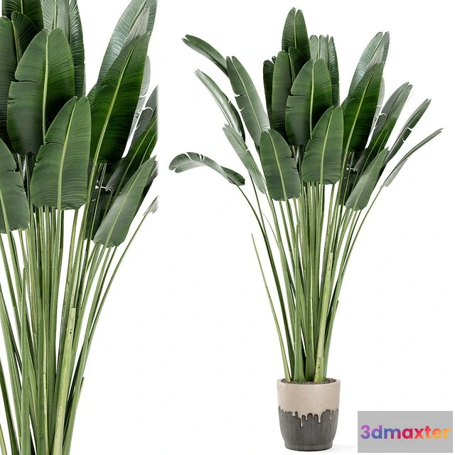 1557573 - Indoor Plants In Handmade Glazed Pot Set 190 3D Max