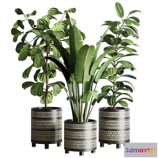 1558123 - Collection Indoor plant 119 3D Max