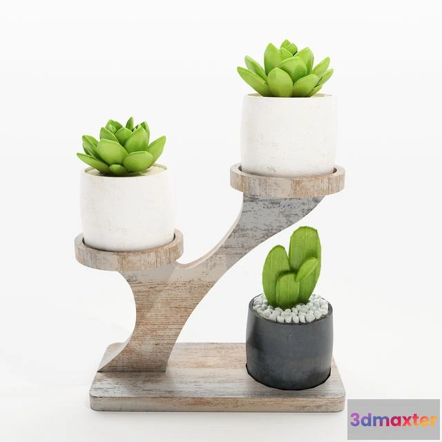 1558687 - Cactus on the stand 3D Max