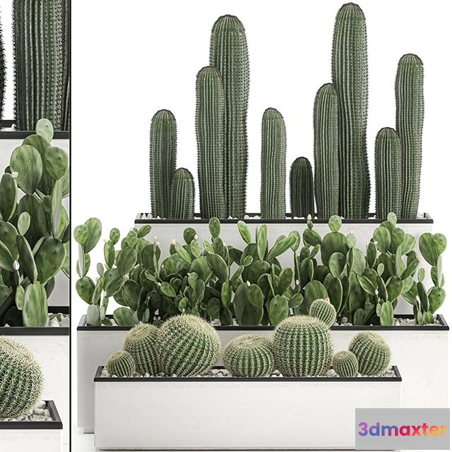 1559245 - Collection of cacti in white pots Set 578 3D Max