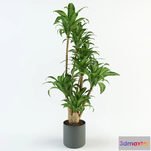 1559351 - Dracaena 3D Max