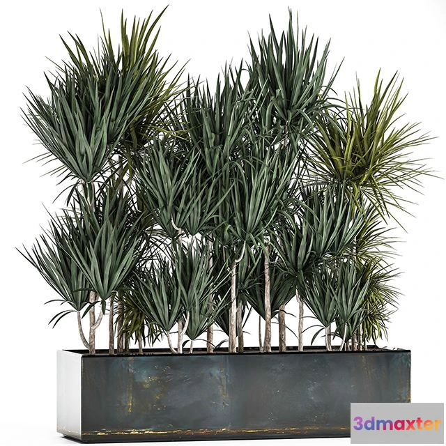1559589 - Lush exotic thickets of Dracaena bushes in a metal pot flowerbed. 887 3D Max