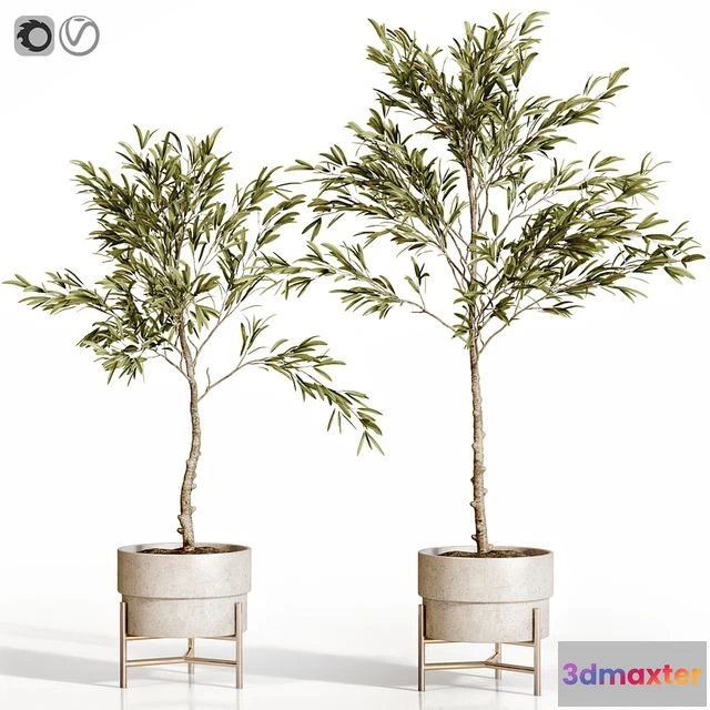 1559667 - Olive Tree 2 3D Max