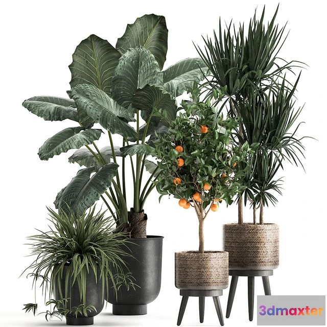 1559715 - Plant collection 1002 3D Max