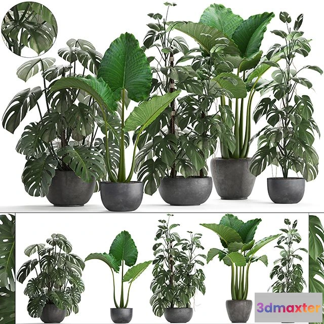1559717 - Plant collection 261 3D Max
