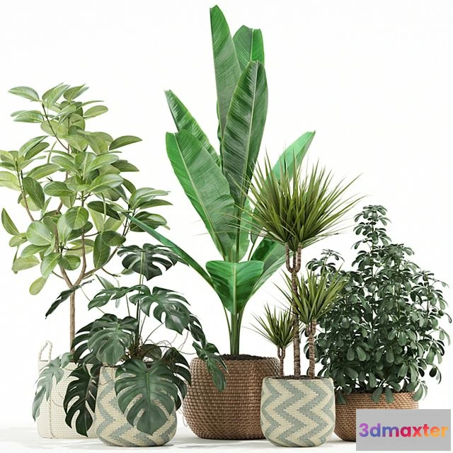 1560286 - Plants collection 116 3D Max