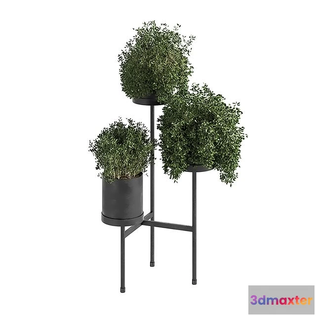 1560632 - Indoor Plant Set 03 3D Max