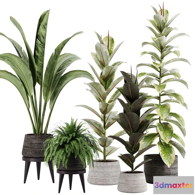 1560634 - indoor plant Set 12 3D Max