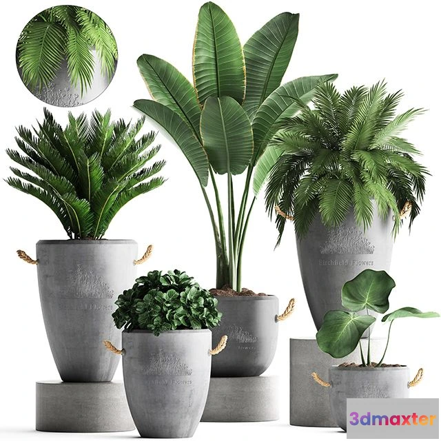 1560735 - Plant Collection 381 3D Max