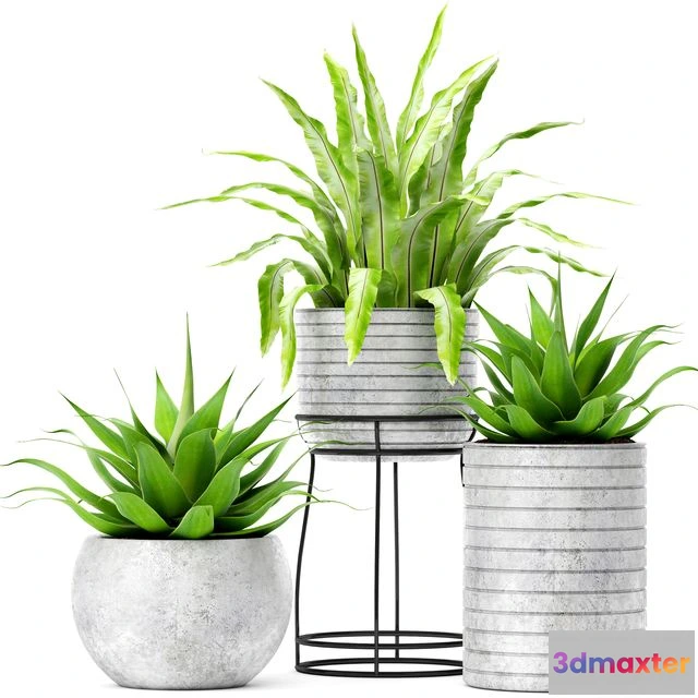 1561098 - Asplenium and Agave 3D Max