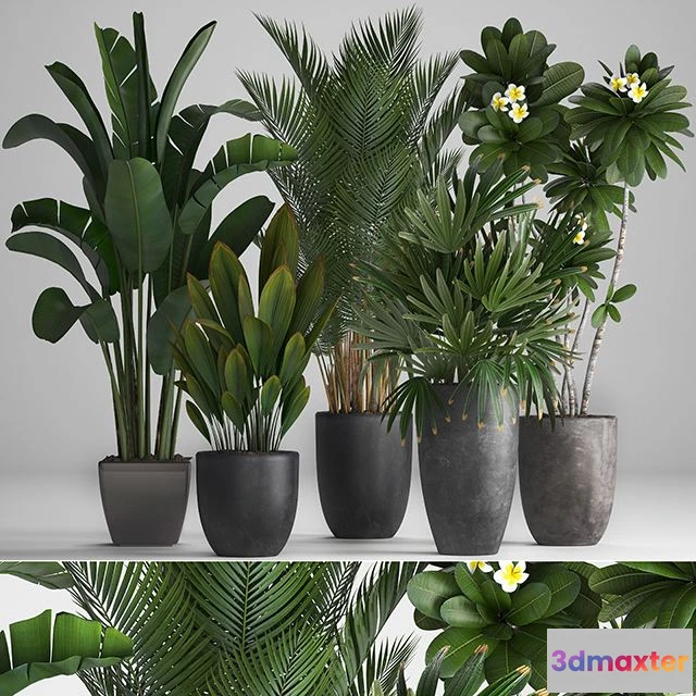 1561723 - Plant Collection 256 3D Max